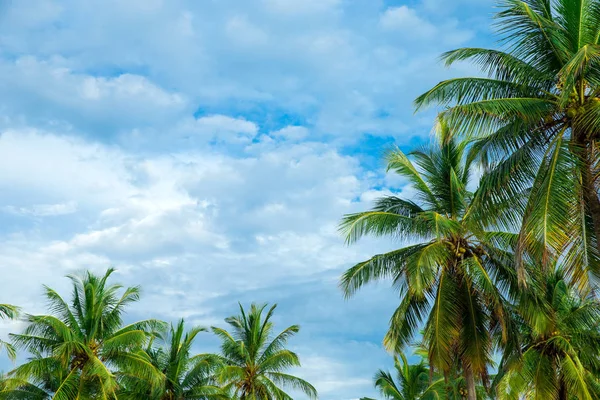 Palmy kokosowe — Zdjęcie stockowe