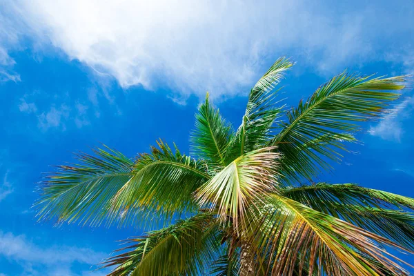 Coconut palm trees — Stock Photo, Image