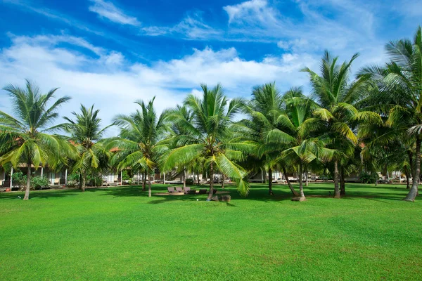 Garden with coconut palm trees — Stock Photo, Image