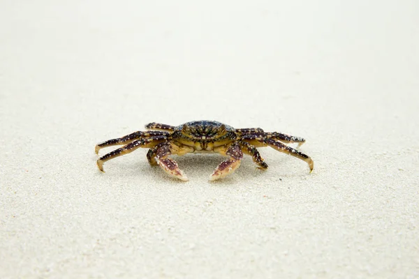 Cute little crab on beach — Stock Photo, Image