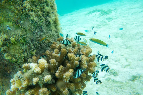 Underwater world landscape — Stock Photo, Image