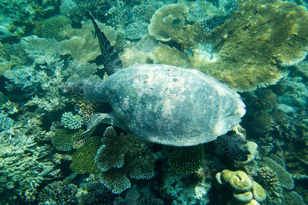 Tortuga nadando en el mar azul — Foto de Stock