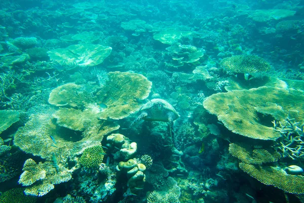 Черепаха плавает в голубом море — стоковое фото