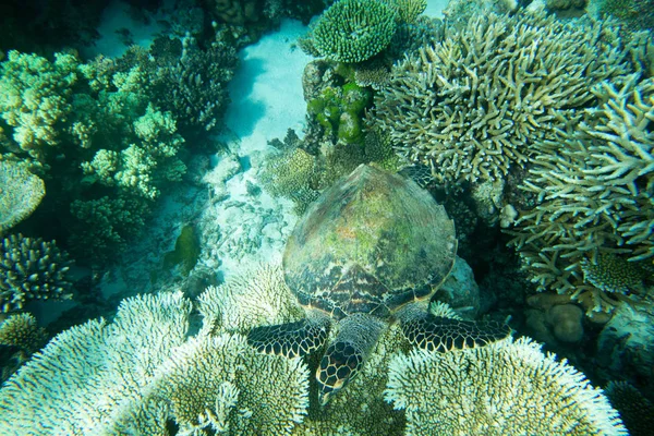 Tortuga nadando en el mar azul — Foto de Stock