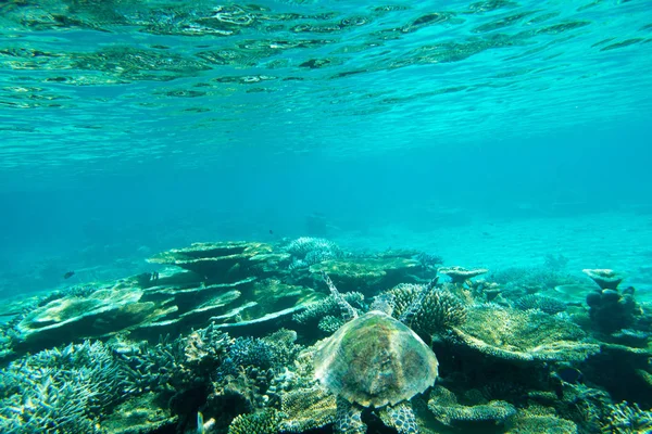 Pływanie w błękitne morze żółw — Zdjęcie stockowe