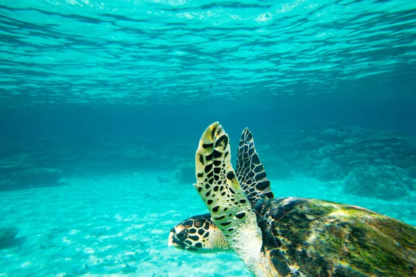 Tortuga nadando en el mar azul — Foto de Stock