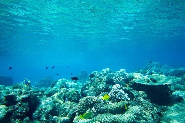 Paisagem mundial subaquática — Fotografia de Stock