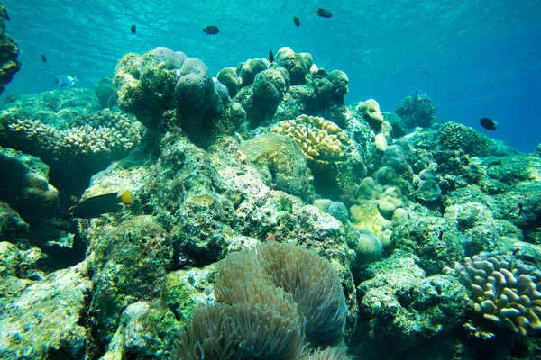 Underwater world landscape — Stock Photo, Image