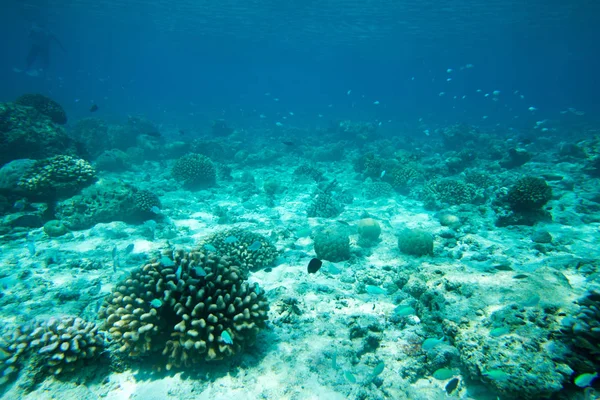 Paisaje mundo submarino — Foto de Stock