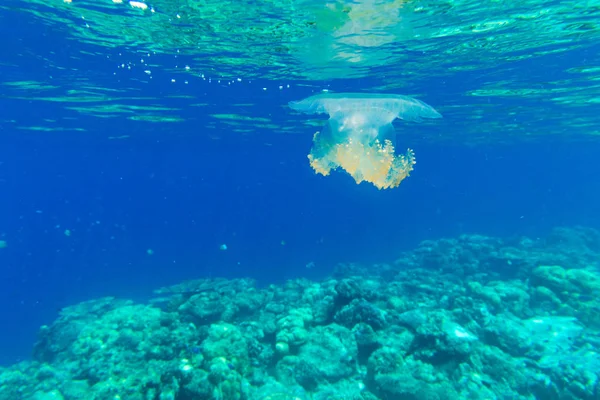 Onderwater wereld landschap — Stockfoto