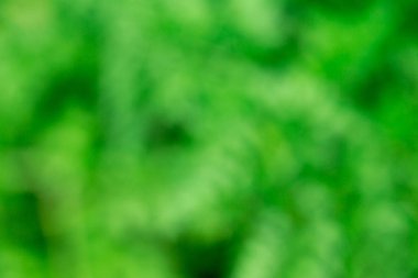 Yeşil yaprakları bulanık