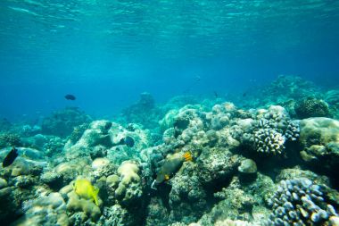 Sualtı Dünya Peyzaj