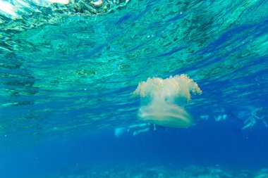 Sualtı Dünya Peyzaj