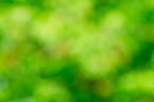 Grüne verschwommene Blätter — Stockfoto