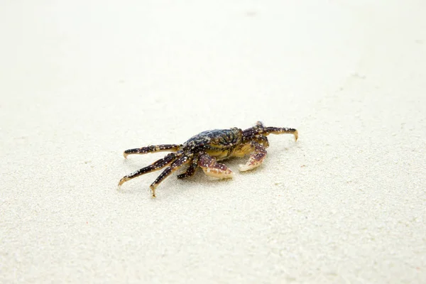 Lindo cangrejo en la playa — Foto de Stock