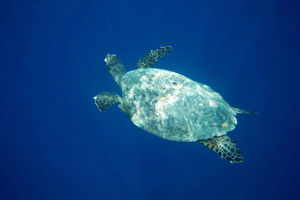 Tortuga marina nadando bajo el agua — Foto de Stock