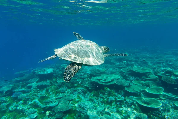 Tortuga marina nadando bajo el agua — Foto de Stock
