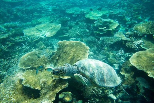 Tortuga marina nadando bajo el agua — Foto de Stock