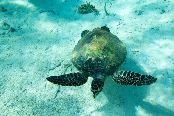Tortuga marina nadando bajo el agua — Foto de Stock