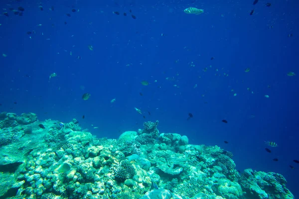 Paisaje mundo submarino — Foto de Stock