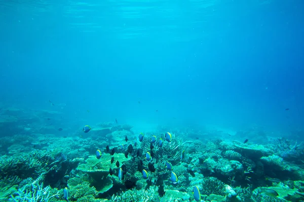 Unterwasserwelt — Stockfoto