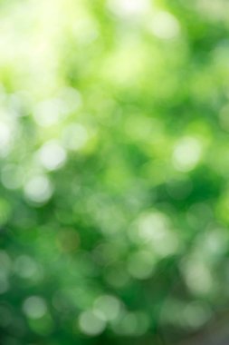 Güneş ışığı ile yeşil bulanık şablonu