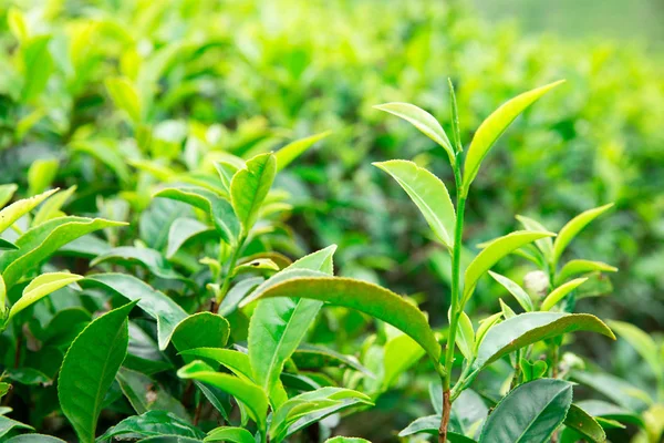 Green tea plantation — Stock Photo, Image