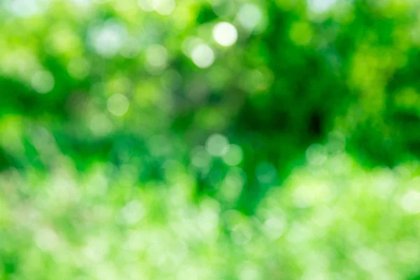 Groene wazig sjabloon met zonlicht — Stockfoto