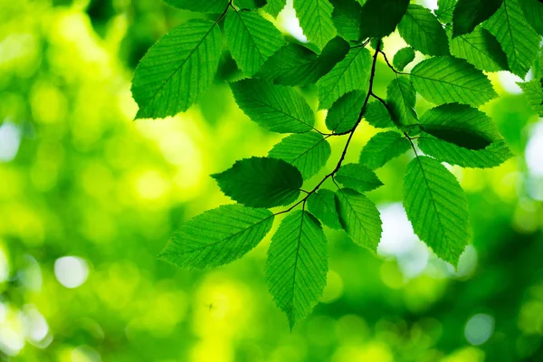 Красивые зеленые листья — стоковое фото