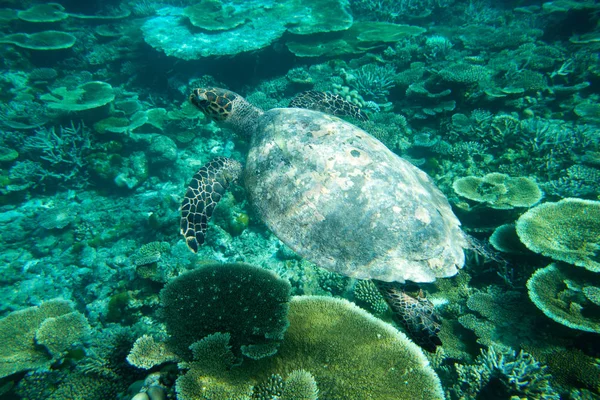 Tortuga nadando sobre corales — Foto de Stock