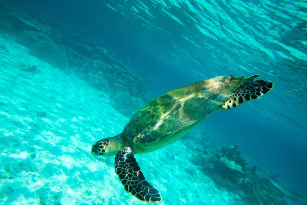Tortuga nadando bajo el agua — Foto de Stock