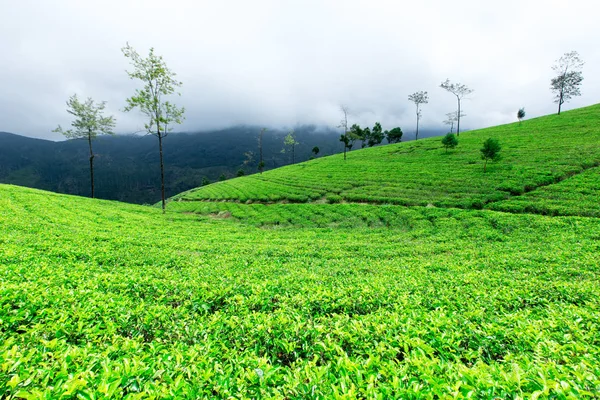 Zöld tea ültetvény — Stock Fotó