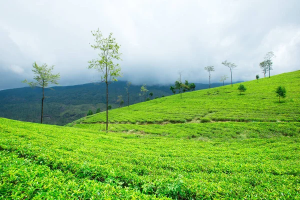 Plantation de thé vert — Photo