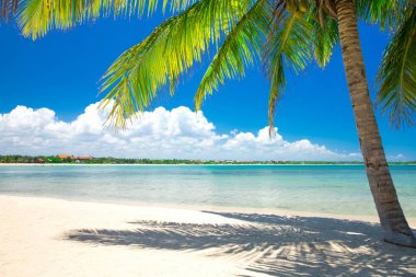 Palmiyeli tropik plaj