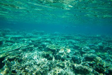 Sualtı Dünya Peyzaj