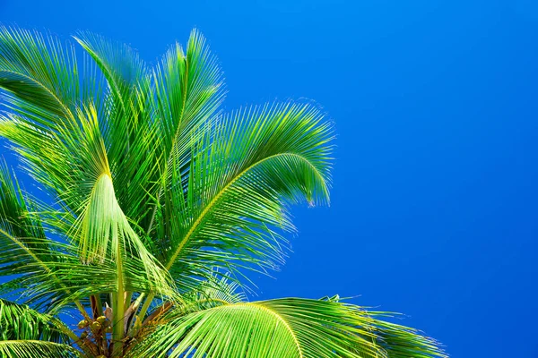 Palmeira contra céu azul — Fotografia de Stock