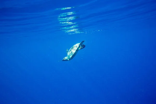Tortue nageant sous l'eau — Photo