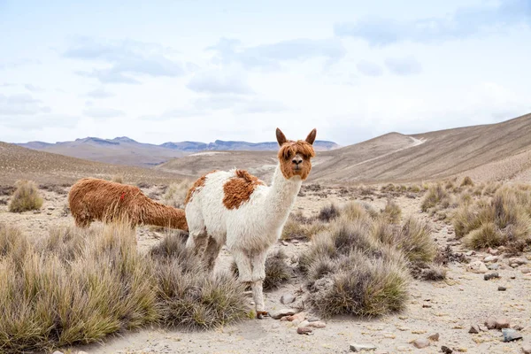 Cute lamas in Andes — Stock Photo, Image