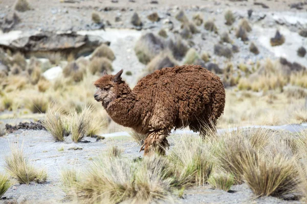 Brązowy lama w Andach — Zdjęcie stockowe