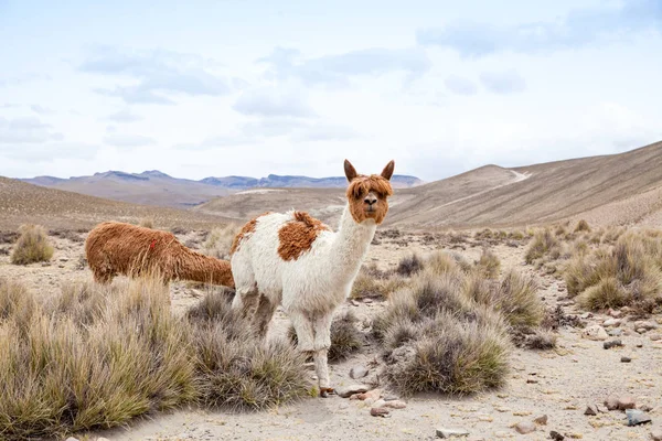 Cute lamas in Andes Royalty Free Stock Images