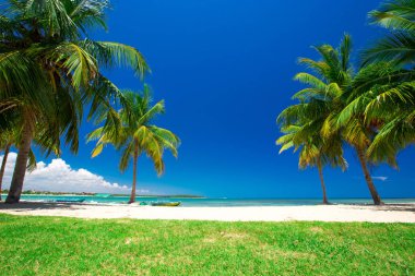 Palmiyeli tropik plaj