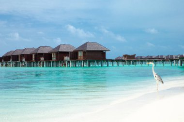 Maldivler 'deki tropik plaj