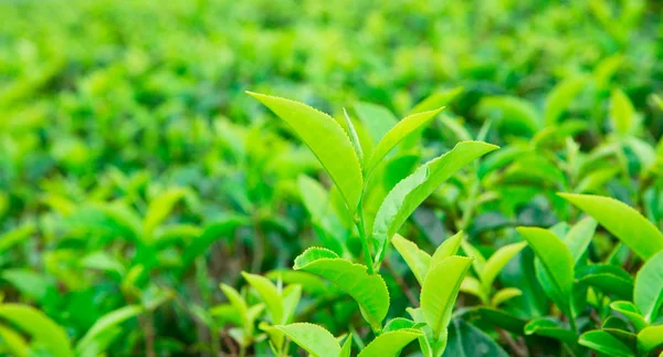 Zdjęcia makro plantacji herbaty — Zdjęcie stockowe
