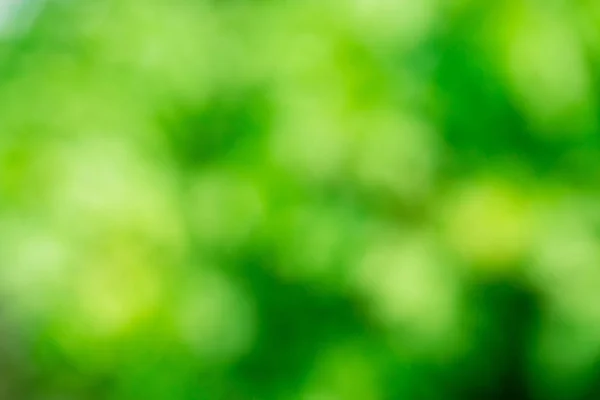 Grüne verschwommene Natur-Vorlage — Stockfoto