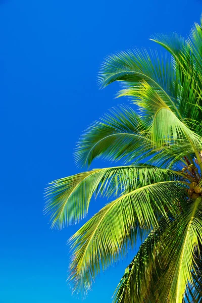 Palmboom tegen blauwe lucht — Stockfoto