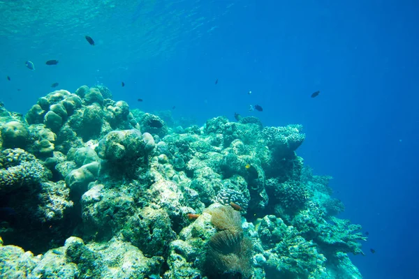 Underwater world landscape — Stock Photo, Image