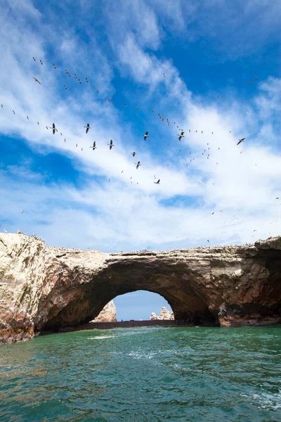 Madarak Ballestas szigeten — Stock Fotó