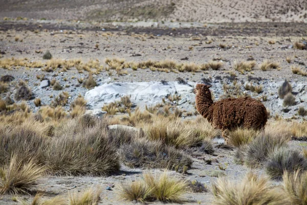 Hnědý lama v Andách — Stock fotografie