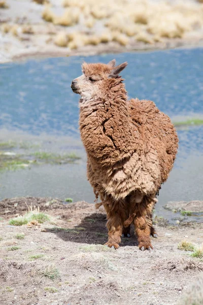 Lama brun dans les Andes — Photo