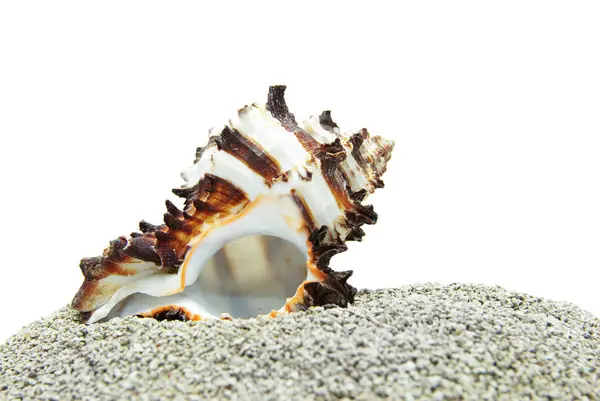 Beautiful seashell on sand — Stock Photo, Image